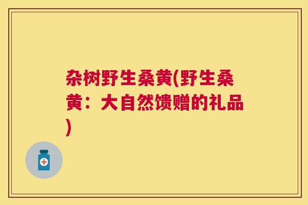 杂树野生桑黄(野生桑黄:大自然馈赠的礼品) 杂树野生桑黄(野生桑黄:大自然馈赠的礼品)