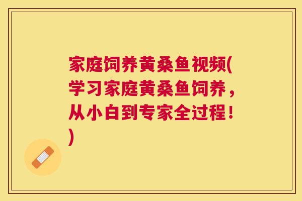 家庭饲养黄桑鱼视频(学习家庭黄桑鱼饲养,从小白到专家全过程!) 家庭饲养黄桑鱼视频(学习家庭黄桑鱼饲养,从小白到专家全过程!)