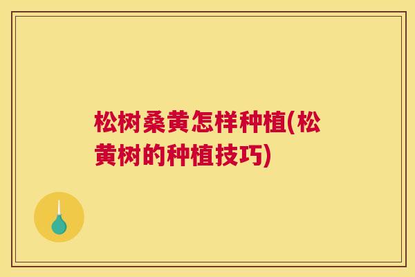 松树桑黄怎样种植(松黄树的种植技巧) 松树桑黄怎样种植(松黄树的种植技巧)