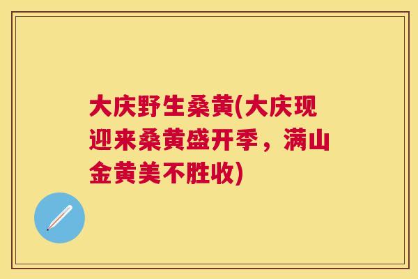 大庆野生桑黄(大庆现迎来桑黄盛开季,满山金黄美不胜收) 大庆野生桑黄(大庆现迎来桑黄盛开季,满山金黄美不胜收)