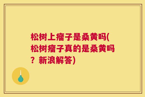 松树上瘤子是桑黄吗(松树瘤子真的是桑黄吗?新浪解答) 松树上瘤子是桑黄吗(松树瘤子真的是桑黄吗?新浪解答)