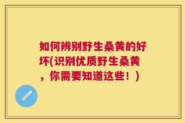 如何辨别野生桑黄的好坏(识别优质野生桑黄,你需要知道这些!) 如何辨别野生桑黄的好坏(识别优质野生桑黄,你需要知道这些!)