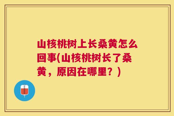 山核桃树上长桑黄怎么回事(山核桃树长了桑黄,原因在哪里?) 山核桃树上长桑黄怎么回事(山核桃树长了桑黄,原因在哪里?)