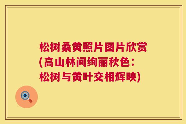 松树桑黄照片图片欣赏(高山林间绚丽秋色：松树与黄叶交相辉映)