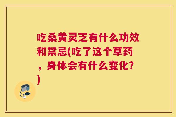 吃桑黄灵芝有什么功效和禁忌(吃了这个草药,身体会有什么变化?) 吃桑黄灵芝有什么功效和禁忌(吃了这个草药,身体会有什么变化?)