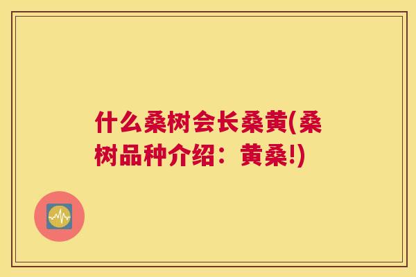 什么桑树会长桑黄(桑树品种介绍:黄桑!) 什么桑树会长桑黄(桑树品种介绍:黄桑!)