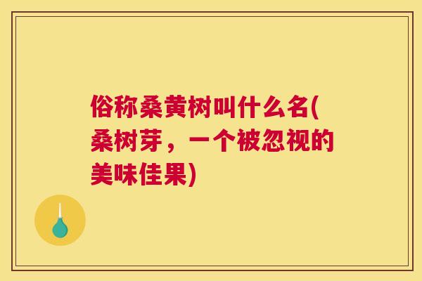 俗称桑黄树叫什么名(桑树芽，一个被忽视的美味佳果)
