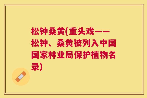 松钟桑黄(重头戏——松钟、桑黄被列入中国国家林业局保护植物名录) 松钟桑黄(重头戏——松钟、桑黄被列入中国国家林业局保护植物名录)