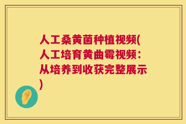 人工桑黄菌种植视频(人工培育黄曲霉视频:从培养到收获完整展示) 人工桑黄菌种植视频(人工培育黄曲霉视频:从培养到收获完整展示)