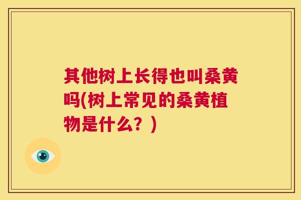 其他树上长得也叫桑黄吗(树上常见的桑黄植物是什么?) 其他树上长得也叫桑黄吗(树上常见的桑黄植物是什么?)