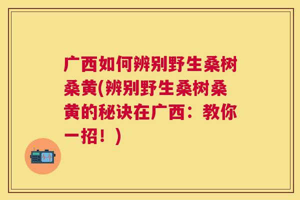 广西如何辨别野生桑树桑黄(辨别野生桑树桑黄的秘诀在广西:教你一招!) 广西如何辨别野生桑树桑黄(辨别野生桑树桑黄的秘诀在广西:教你一招!)