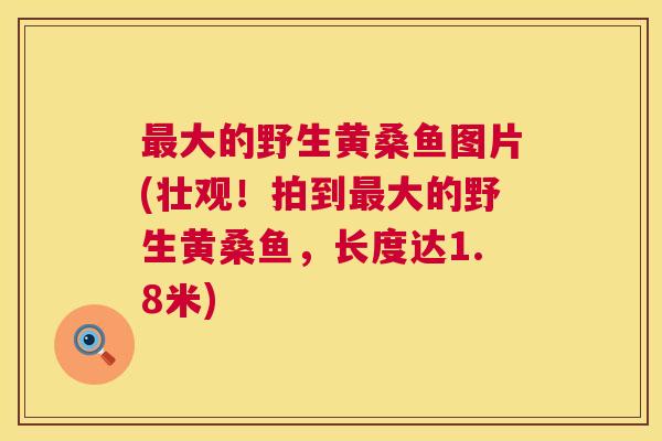 大的野生黄桑鱼图片(壮观!拍到大的野生黄桑鱼,长度达1.8米) 大的野生黄桑鱼图片(壮观!拍到大的野生黄桑鱼,长度达1.8米)