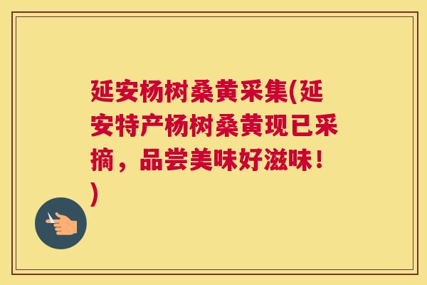 延安杨树桑黄采集(延安特产杨树桑黄现已采摘,品尝美味好滋味!) 延安杨树桑黄采集(延安特产杨树桑黄现已采摘,品尝美味好滋味!)
