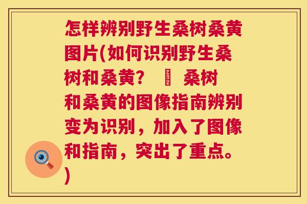 怎样辨别野生桑树桑黄图片(如何识别野生桑树和桑黄? – 桑树和桑黄的图像指南辨别变为识别,加入了图像和指南,突出了重点。) 怎样辨别野生桑树桑黄图片(如何识别野生桑树和桑黄? – 桑树和桑黄的图像指南辨别变为识别,加入了图像和指南,突出了重点。)