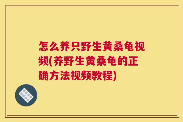 怎么养只野生黄桑龟视频(养野生黄桑龟的正确方法视频教程) 怎么养只野生黄桑龟视频(养野生黄桑龟的正确方法视频教程)