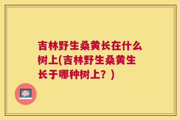 吉林野生桑黄长在什么树上(吉林野生桑黄生长于哪种树上?) 吉林野生桑黄长在什么树上(吉林野生桑黄生长于哪种树上?)