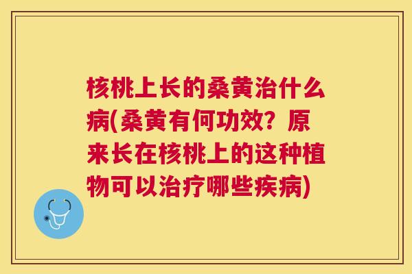 核桃上长的桑黄什么(桑黄有何功效?原来长在核桃上的这种植物可以哪些) 核桃上长的桑黄什么(桑黄有何功效?原来长在核桃上的这种植物可以哪些)