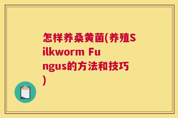 怎样养桑黄菌(养殖Silkworm Fungus的方法和技巧)