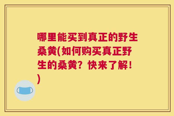 哪里能买到真正的野生桑黄(如何购买真正野生的桑黄？快来了解！)