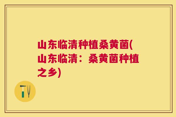 山东临清种植桑黄菌(山东临清:桑黄菌种植之乡) 山东临清种植桑黄菌(山东临清:桑黄菌种植之乡)