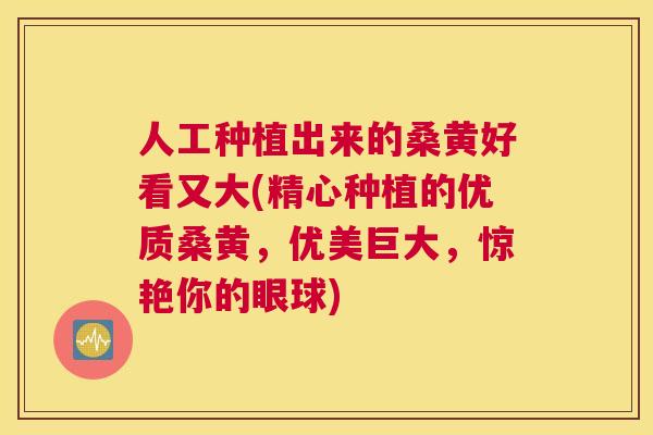 人工种植出来的桑黄好看又大(精心种植的优质桑黄,优美巨大,惊艳你的眼球) 人工种植出来的桑黄好看又大(精心种植的优质桑黄,优美巨大,惊艳你的眼球)