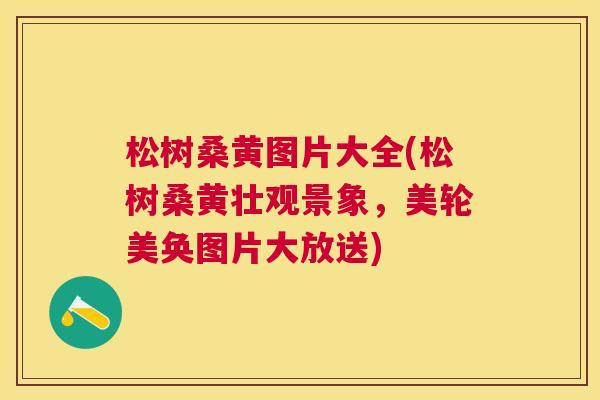 松树桑黄图片大全(松树桑黄壮观景象,美轮美奂图片大放送) 松树桑黄图片大全(松树桑黄壮观景象,美轮美奂图片大放送)