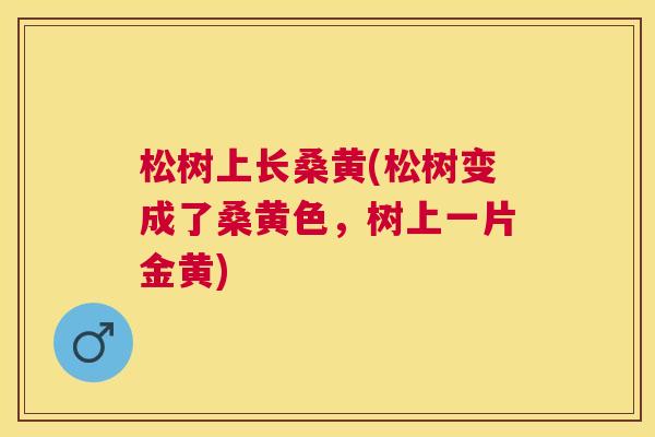 松树上长桑黄(松树变成了桑黄色,树上一片金黄) 松树上长桑黄(松树变成了桑黄色,树上一片金黄)