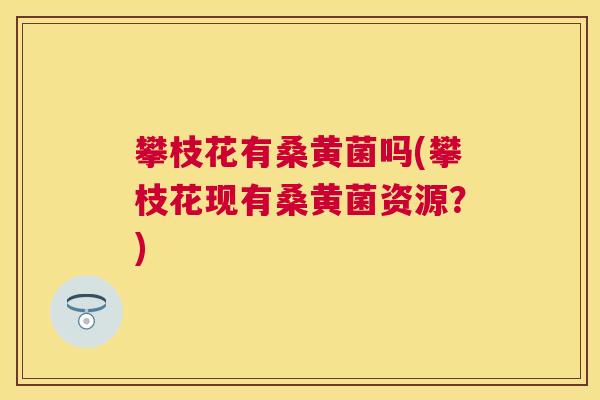 攀枝花有桑黄菌吗(攀枝花现有桑黄菌资源?) 攀枝花有桑黄菌吗(攀枝花现有桑黄菌资源?)