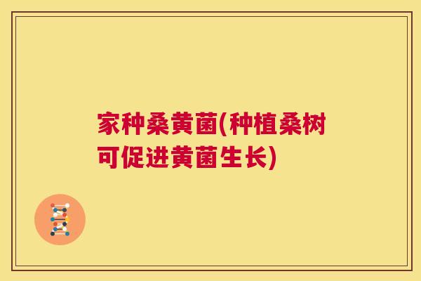 家种桑黄菌(种植桑树可促进黄菌生长) 家种桑黄菌(种植桑树可促进黄菌生长)