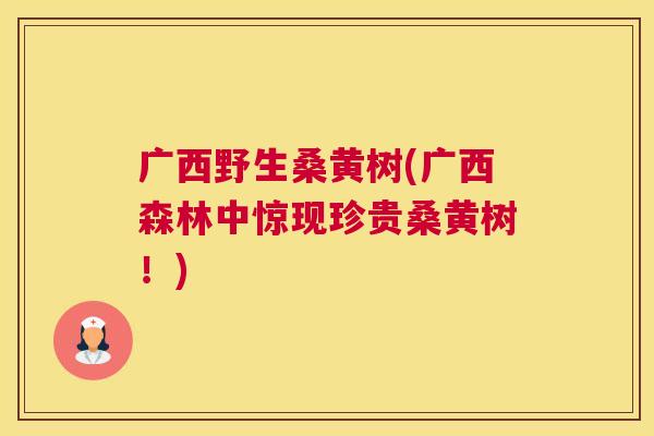 广西野生桑黄树(广西森林中惊现珍贵桑黄树!) 广西野生桑黄树(广西森林中惊现珍贵桑黄树!)