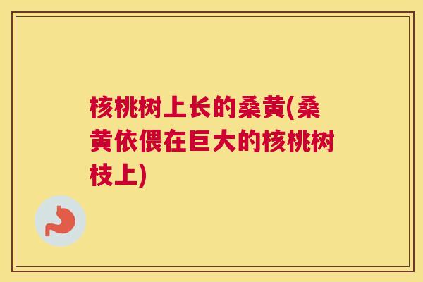 核桃树上长的桑黄(桑黄依偎在巨大的核桃树枝上) 核桃树上长的桑黄(桑黄依偎在巨大的核桃树枝上)
