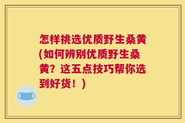 怎样挑选优质野生桑黄(如何辨别优质野生桑黄?这五点技巧帮你选到好货!) 怎样挑选优质野生桑黄(如何辨别优质野生桑黄?这五点技巧帮你选到好货!)