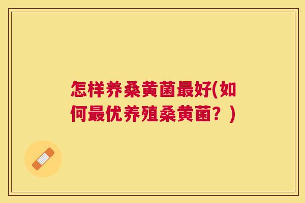 怎样养桑黄菌好(如何优养殖桑黄菌？)