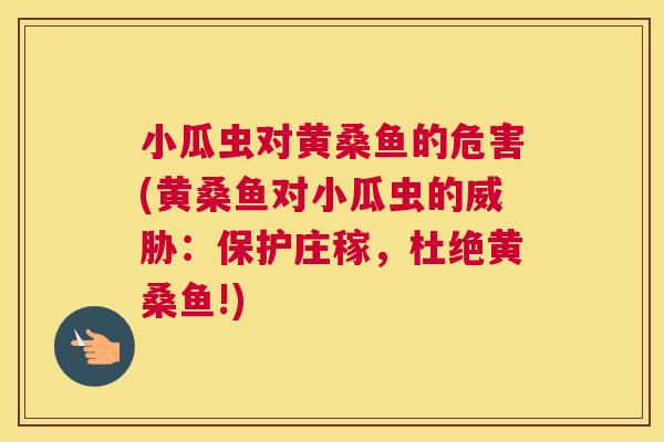 小瓜虫对黄桑鱼的危害(黄桑鱼对小瓜虫的威胁:保护庄稼,杜绝黄桑鱼!) 小瓜虫对黄桑鱼的危害(黄桑鱼对小瓜虫的威胁:保护庄稼,杜绝黄桑鱼!)