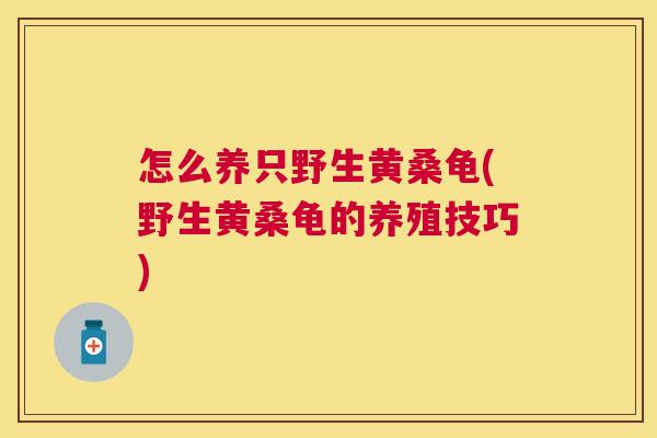 怎么养只野生黄桑龟(野生黄桑龟的养殖技巧) 怎么养只野生黄桑龟(野生黄桑龟的养殖技巧)