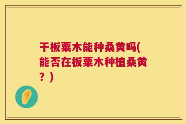 干板粟木能种桑黄吗(能否在板粟木种植桑黄?) 干板粟木能种桑黄吗(能否在板粟木种植桑黄?)