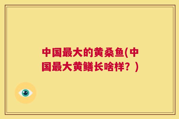中国大的黄桑鱼(中国大黄鳝长啥样?) 中国大的黄桑鱼(中国大黄鳝长啥样?)