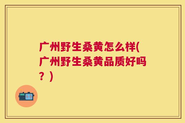 广州野生桑黄怎么样(广州野生桑黄品质好吗？)
