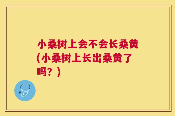 小桑树上会不会长桑黄(小桑树上长出桑黄了吗?) 小桑树上会不会长桑黄(小桑树上长出桑黄了吗?)