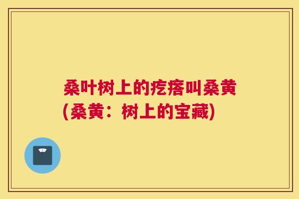 桑叶树上的疙瘩叫桑黄(桑黄:树上的宝藏) 桑叶树上的疙瘩叫桑黄(桑黄:树上的宝藏)