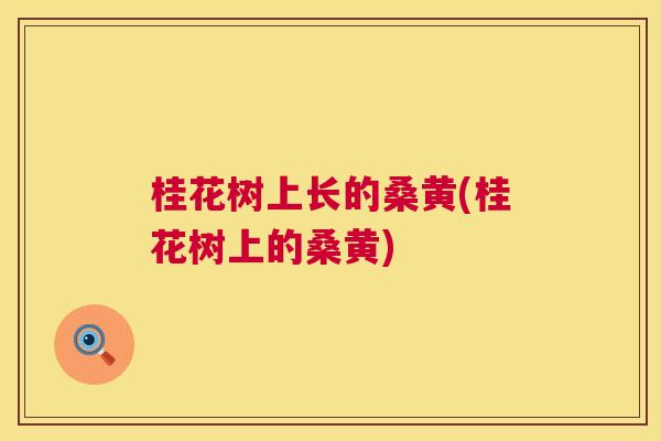 桂花树上长的桑黄(桂花树上的桑黄) 桂花树上长的桑黄(桂花树上的桑黄)