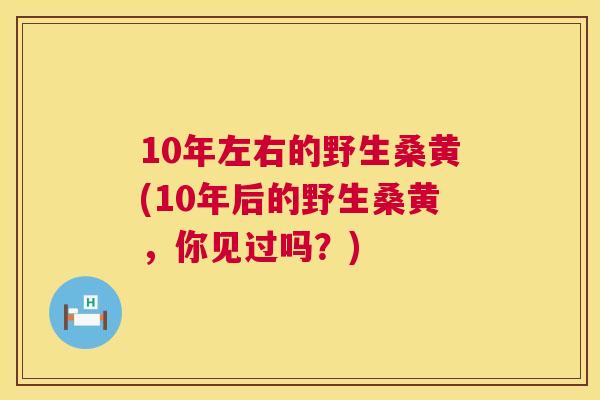 10年左右的野生桑黄(10年后的野生桑黄,你见过吗?) 10年左右的野生桑黄(10年后的野生桑黄,你见过吗?)