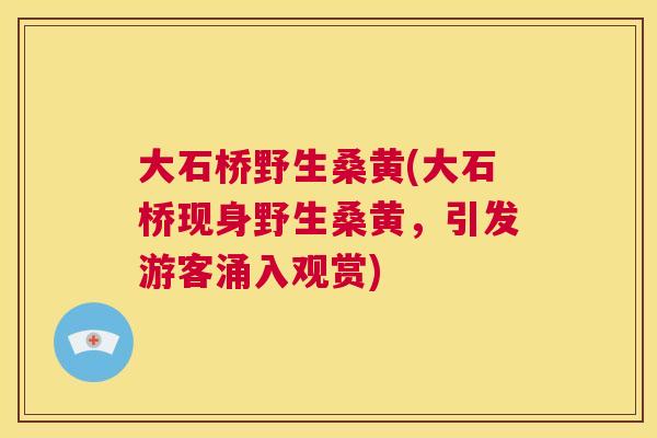 大石桥野生桑黄(大石桥现身野生桑黄，引发游客涌入观赏)