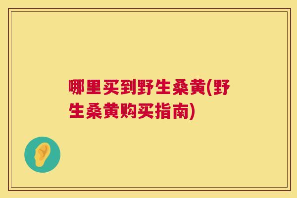 哪里买到野生桑黄(野生桑黄购买指南) 哪里买到野生桑黄(野生桑黄购买指南)