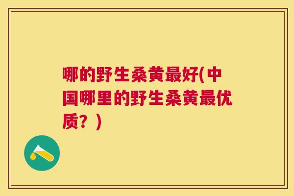 哪的野生桑黄好(中国哪里的野生桑黄优质?) 哪的野生桑黄好(中国哪里的野生桑黄优质?)