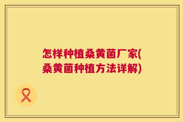 怎样种植桑黄菌厂家(桑黄菌种植方法详解) 怎样种植桑黄菌厂家(桑黄菌种植方法详解)