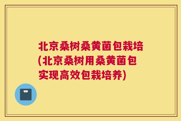 北京桑树桑黄菌包栽培(北京桑树用桑黄菌包实现高效包栽培养) 北京桑树桑黄菌包栽培(北京桑树用桑黄菌包实现高效包栽培养)