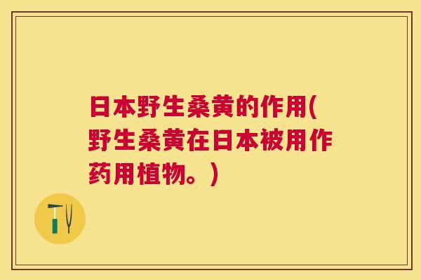 日本野生桑黄的作用(野生桑黄在日本被用作药用植物。) 日本野生桑黄的作用(野生桑黄在日本被用作药用植物。)
