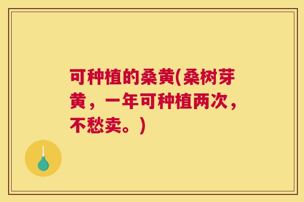 可种植的桑黄(桑树芽黄,一年可种植两次,不愁卖。) 可种植的桑黄(桑树芽黄,一年可种植两次,不愁卖。)