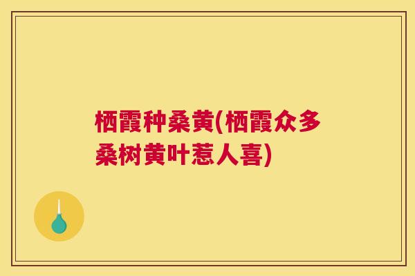 栖霞种桑黄(栖霞众多桑树黄叶惹人喜) 栖霞种桑黄(栖霞众多桑树黄叶惹人喜)